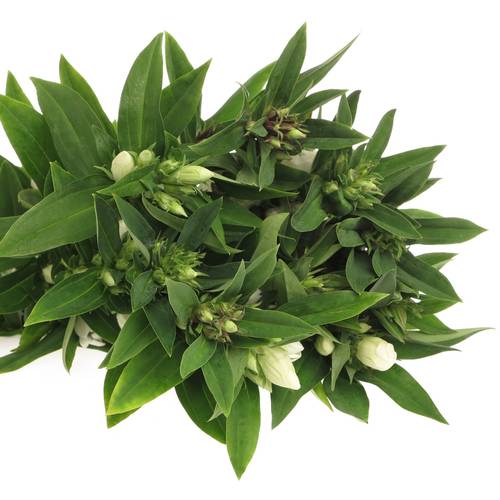 Gentiana weiss White Skye 80cm