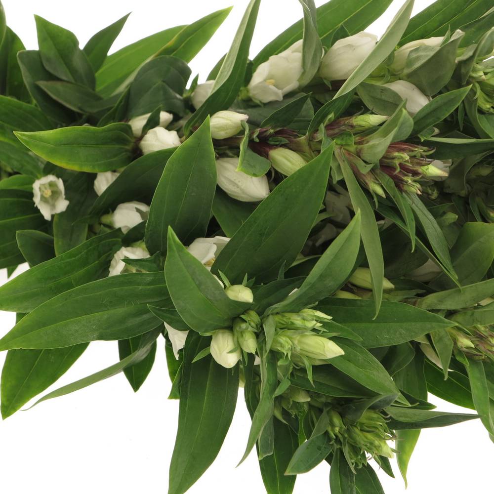 Gentiana weiss White Skye 80cm