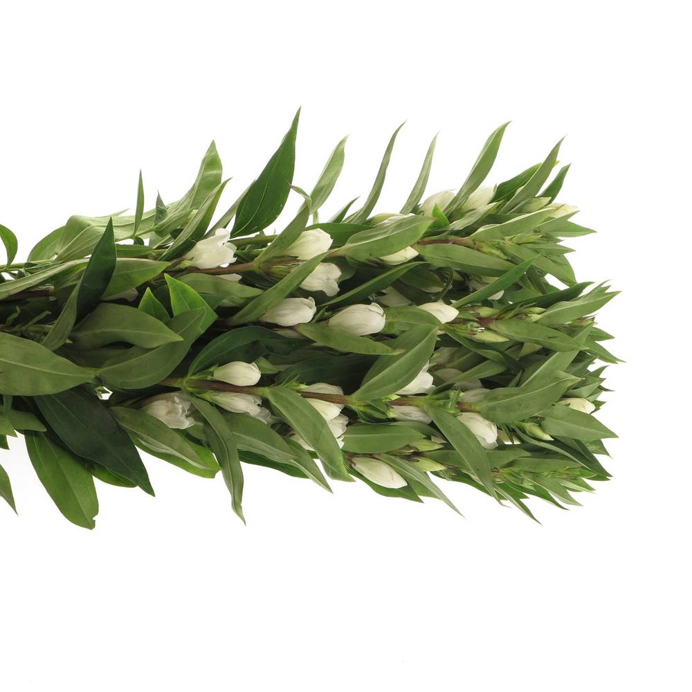 Gentiana weiss White Skye 80cm