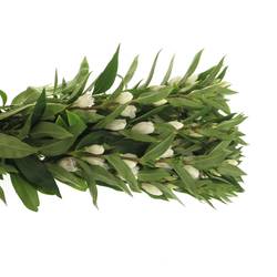 Gentiana weiss White Skye 80cm