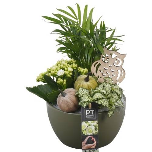Chamaed.Arr PTHI5548 Herbst T15 H025