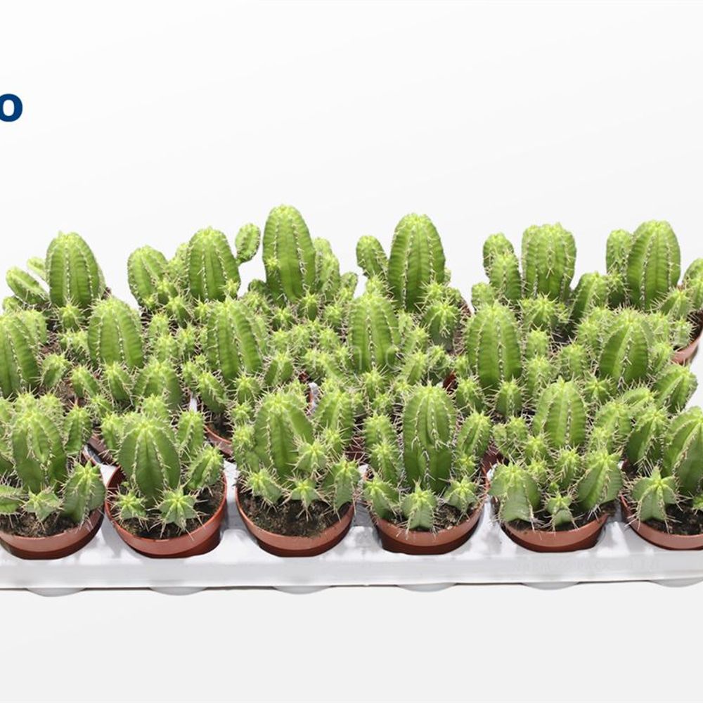 Euphorbia Fructicosa T08,5 H018