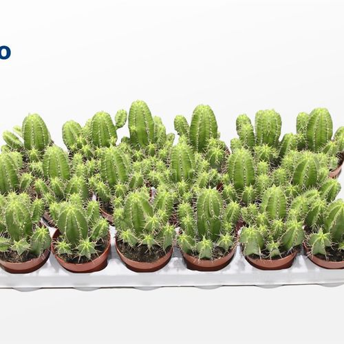 Euphorbia Fructicosa T08,5 H018