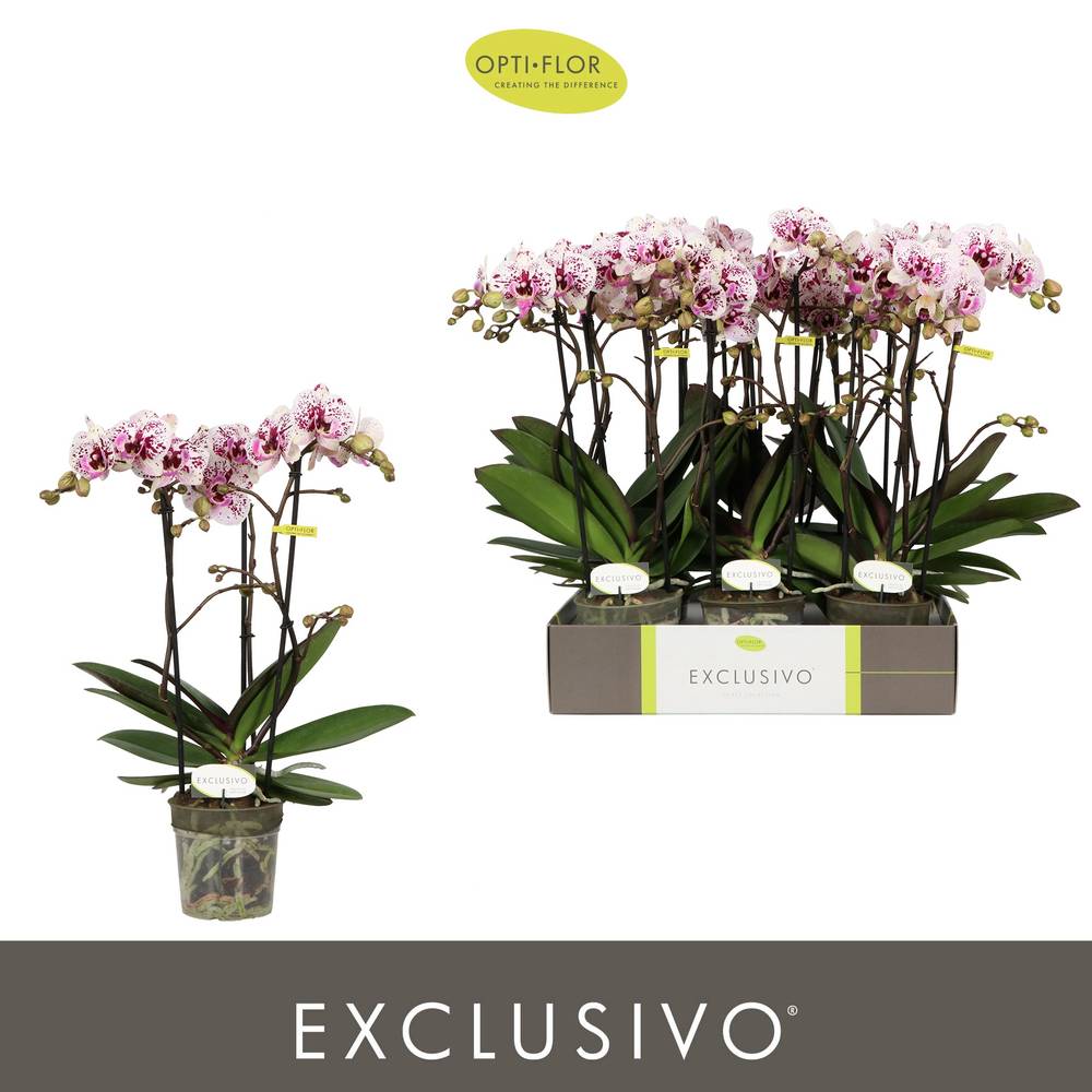 Phal.3-R lila Athena Exclusivo T12 H045
