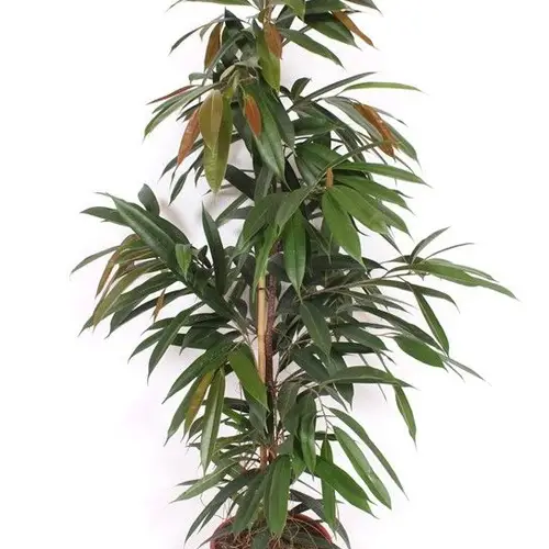 Ficus AK T27 H150