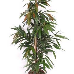 Ficus AK T27 H150