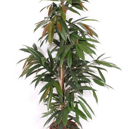 Ficus AK T27 H150
