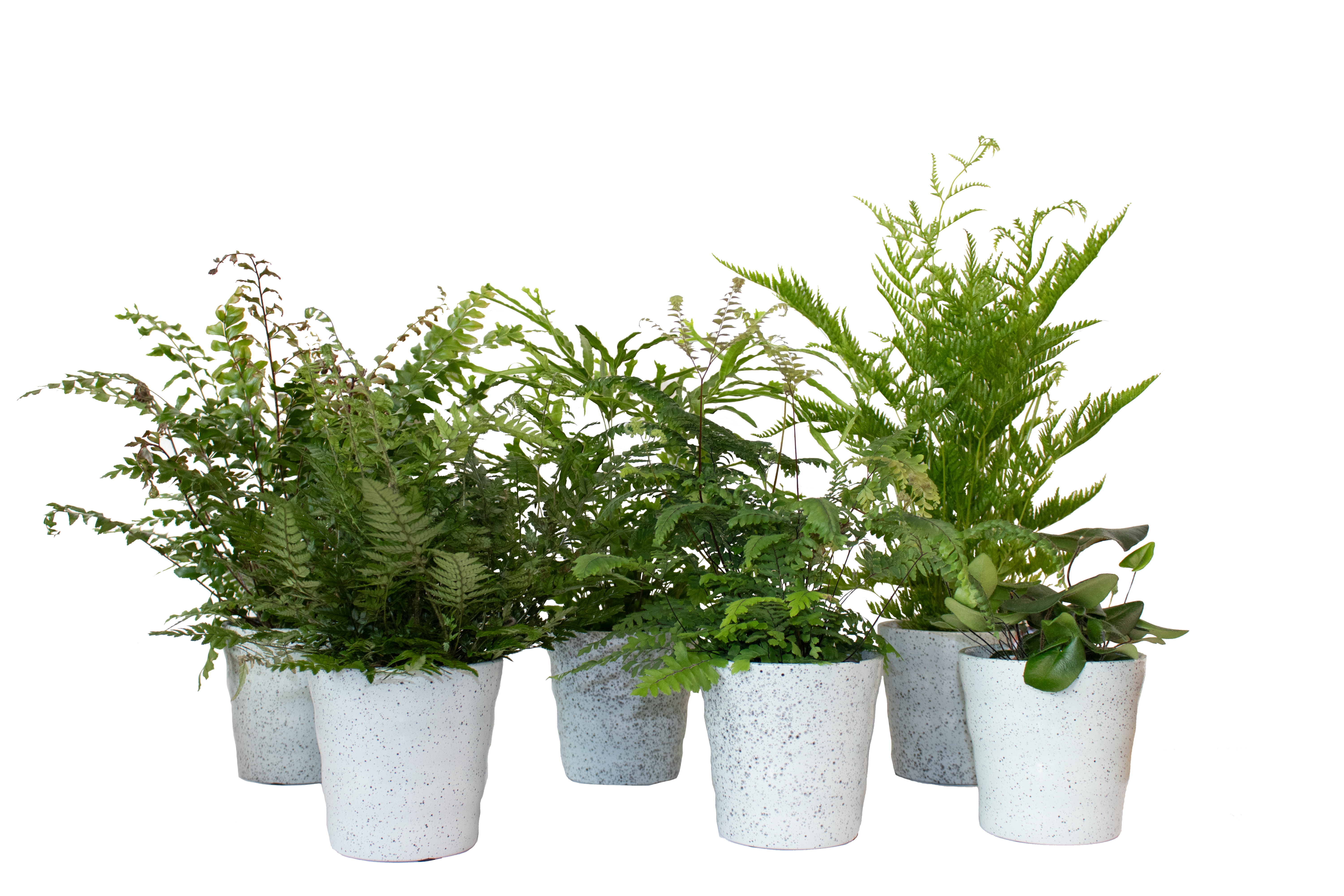 Farne mix im Dawn Pixel Topf Stahl T12 H030