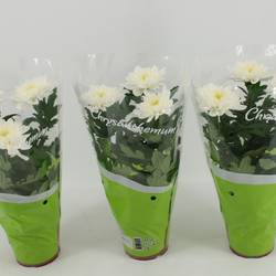 Chrysantheme Zembla weiss T12 H030