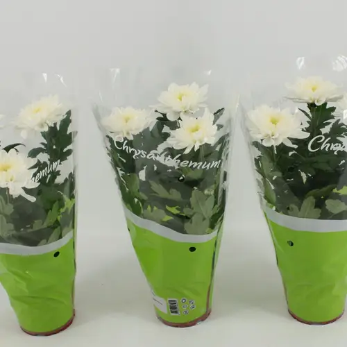 Chrysantheme Zembla weiss T12 H030