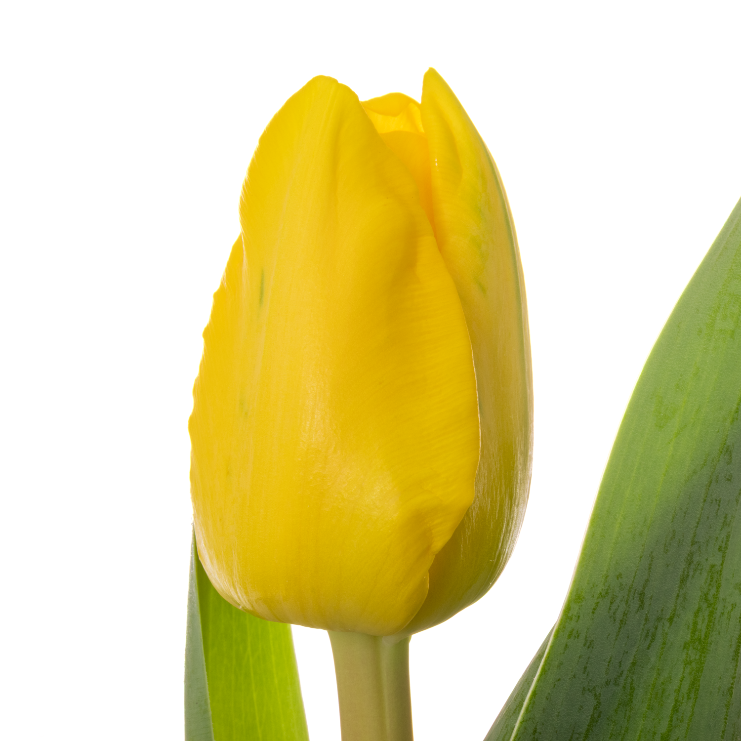 Tulpe gelb doppel Sunspot 38 Gramm