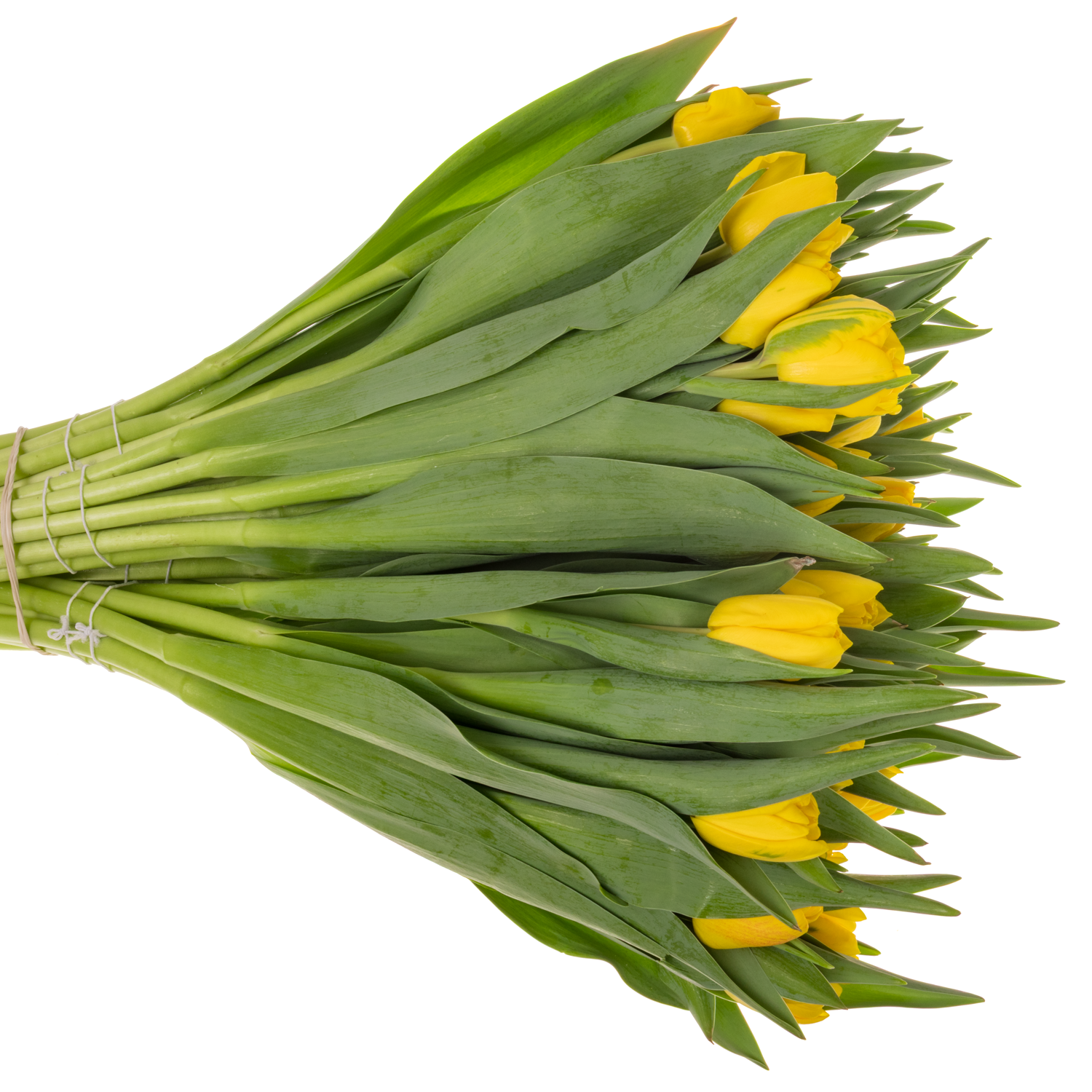 Tulpe gelb doppel Sunspot 38 Gramm