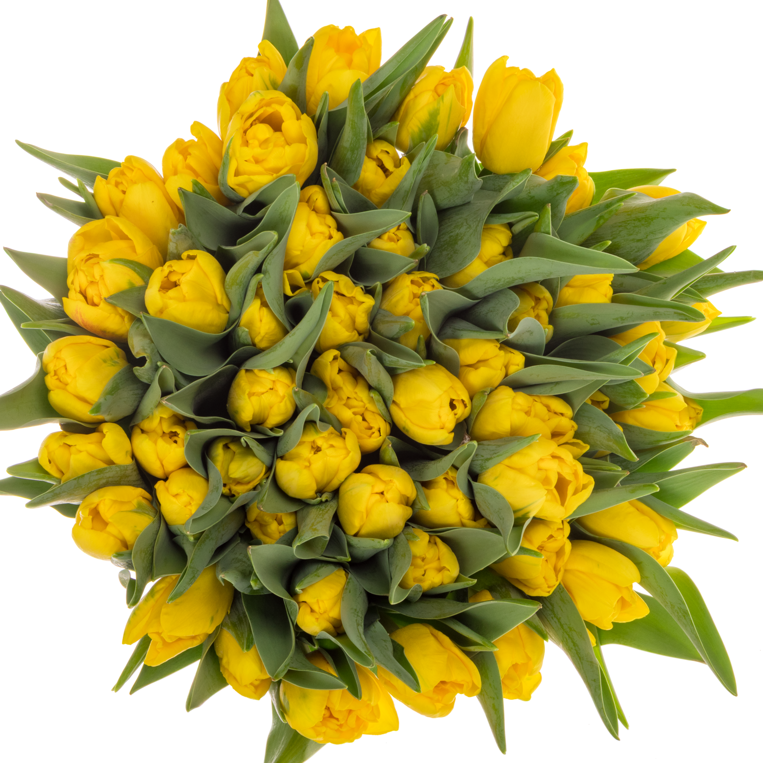 Tulpe gelb doppel Sunspot 38 Gramm