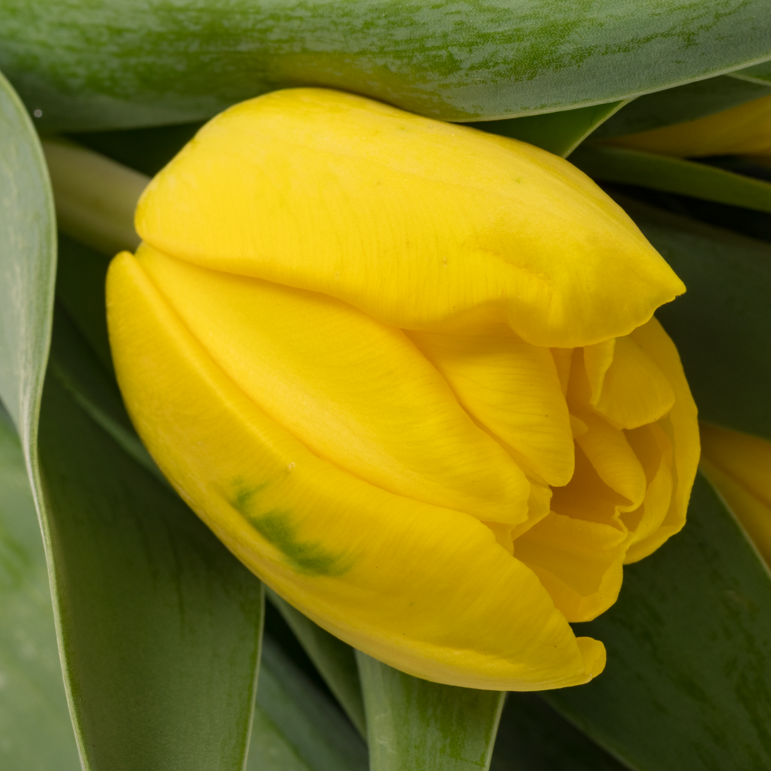 Tulpe gelb doppel Sunspot 38 Gramm