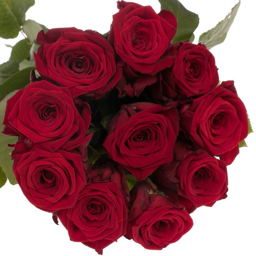 Rose dunkel rot Red Naomi (Porta) Magna 50cm