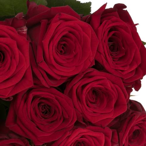 Rose dunkel rot Red Naomi (Porta) Magna 50cm