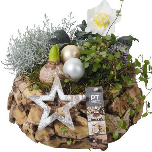 Amaryl.Arr PTWO1908 T26 H027