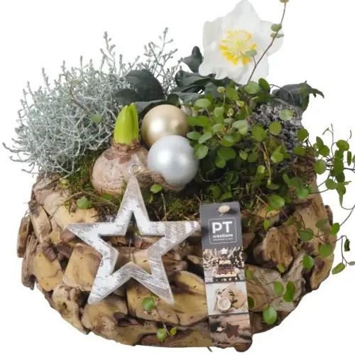 Amaryl.Arr PTWO1908 T26 H027