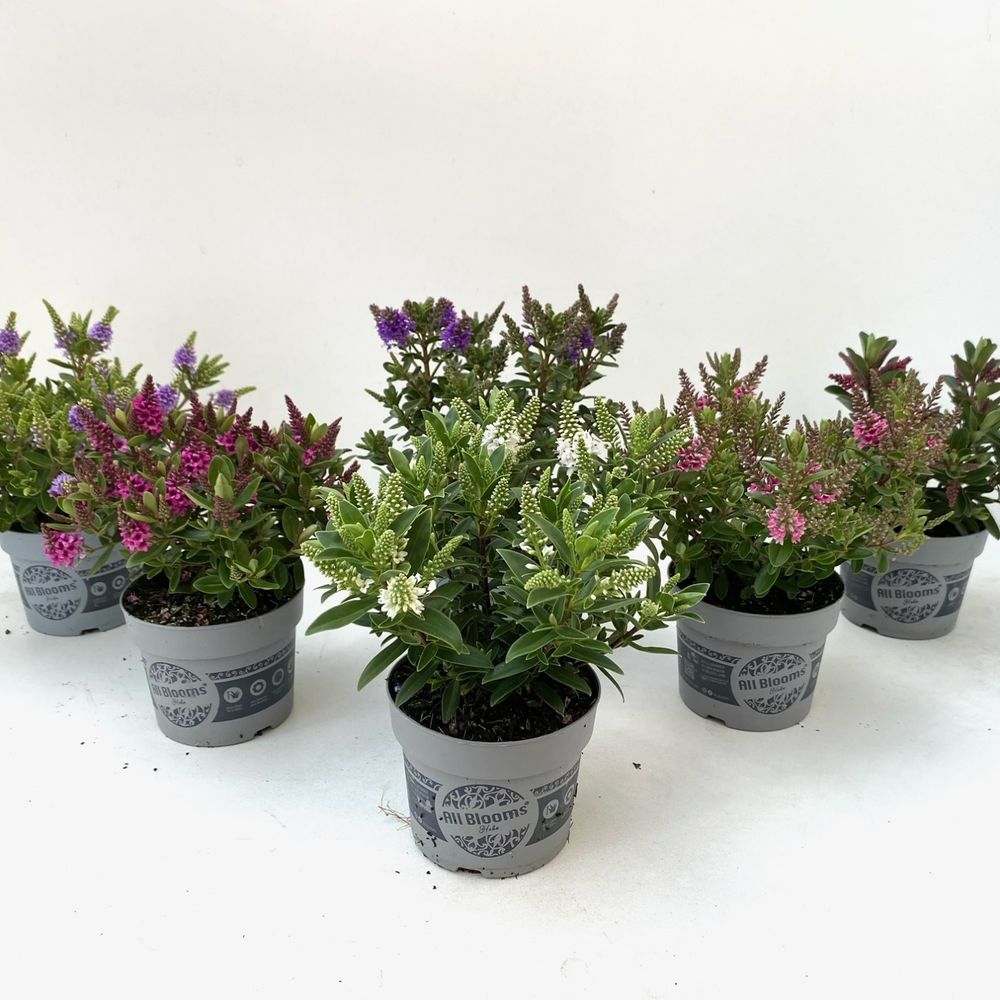 Hebe All Blooms mix T10,5 H25