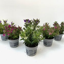 Hebe All Blooms mix T10,5 H25