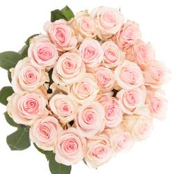 Rose rosa Novia (Ec) 60cm