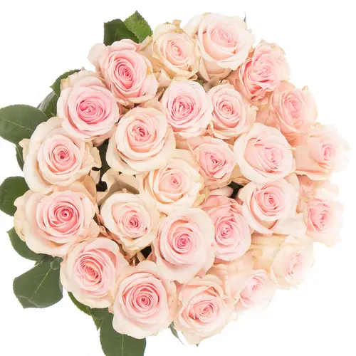 Rose rosa Novia (Ec) 60cm