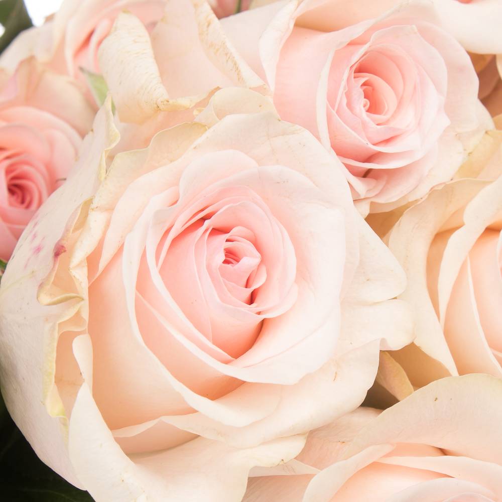 Rose rosa Novia (Ec) 60cm