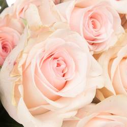 Rose rosa Novia (Ec) 60cm