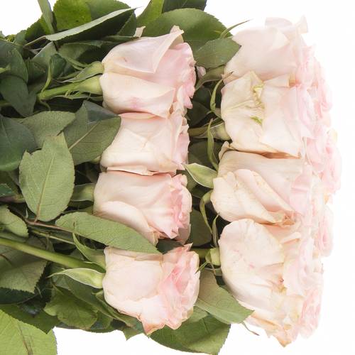 Rose rosa Novia (Ec) 60cm