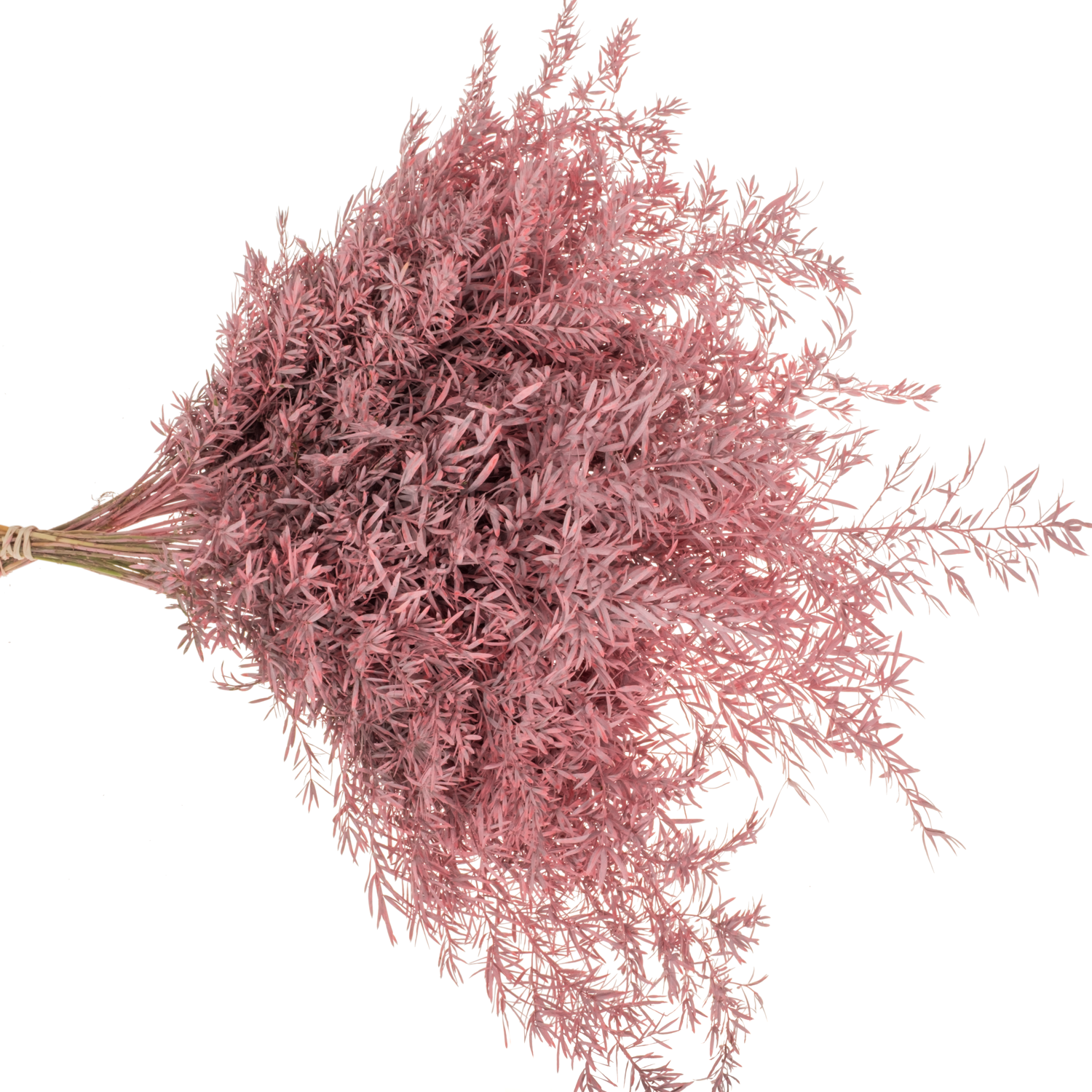 Asparagus Cwebe hell rosa gefärbt (x50) 40cm