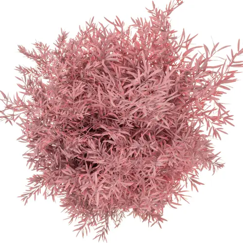 Asparagus Cwebe hell rosa gefärbt (x50) 40cm