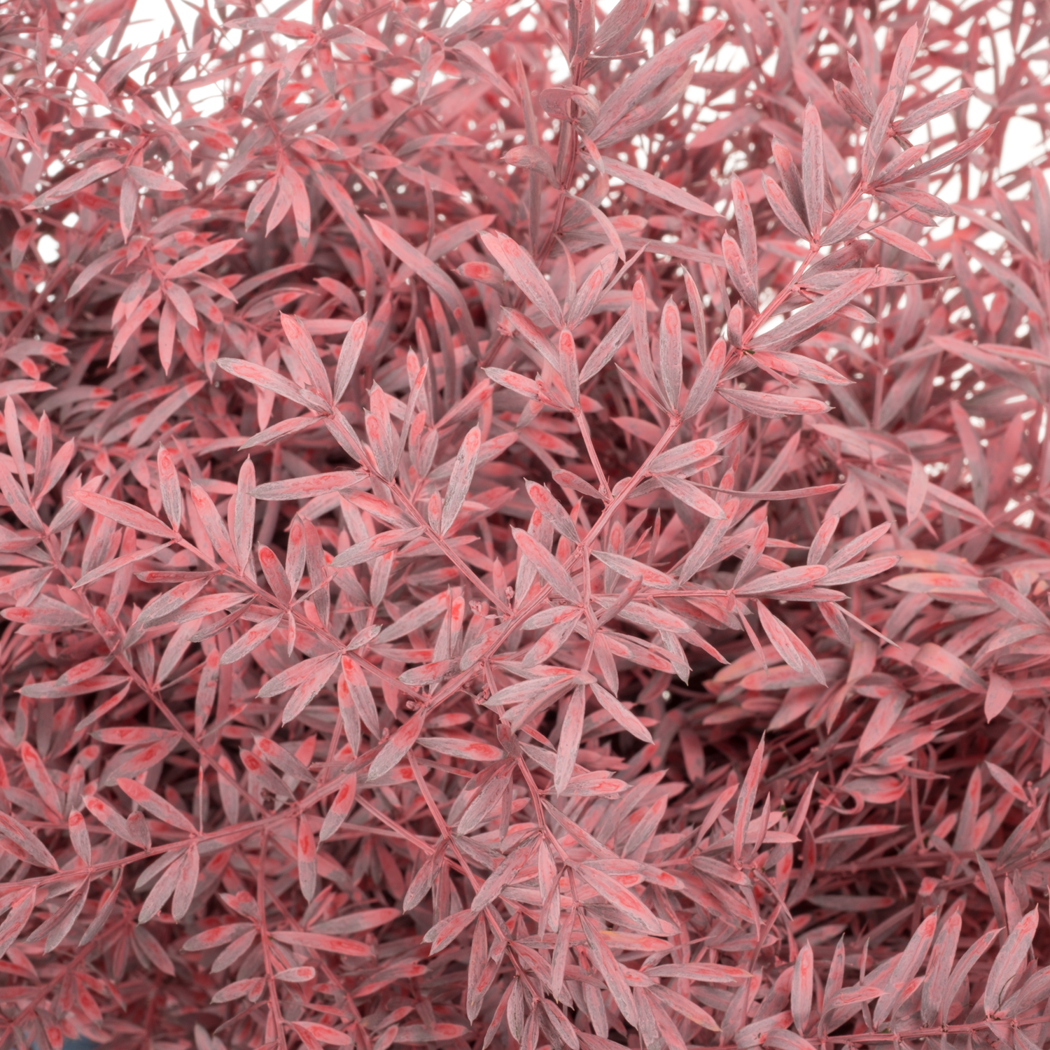 Asparagus Cwebe hell rosa gefärbt (x50) 40cm