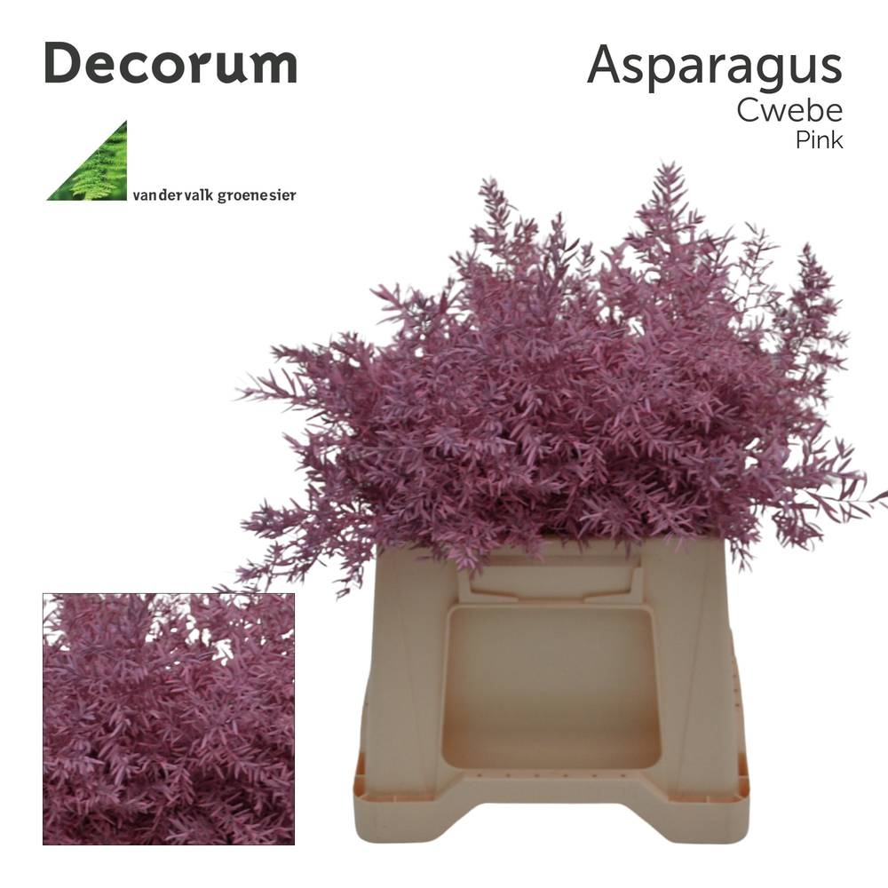 Asparagus Cwebe hell rosa 40cm (x50)