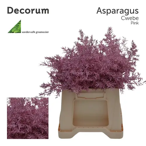 Asparagus Cwebe hell rosa 40cm (x50)
