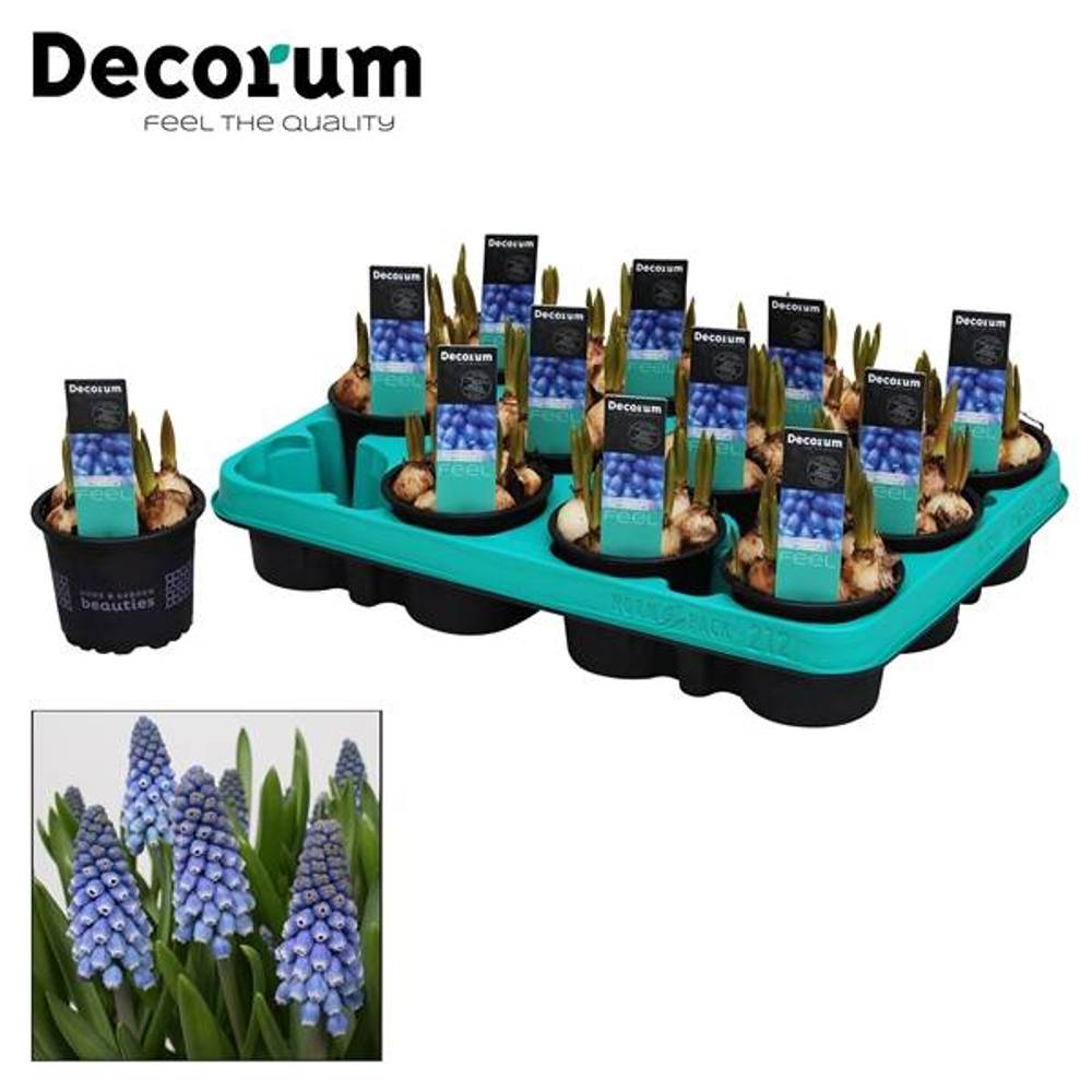 Muscari 7er blau Big Smile T09 H15