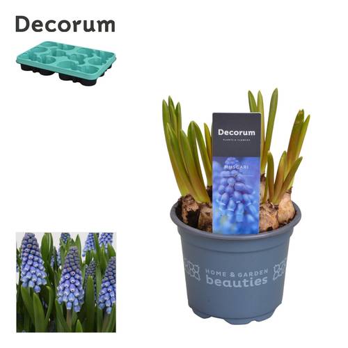 Muscari 7er blau Big Smile T09 H15
