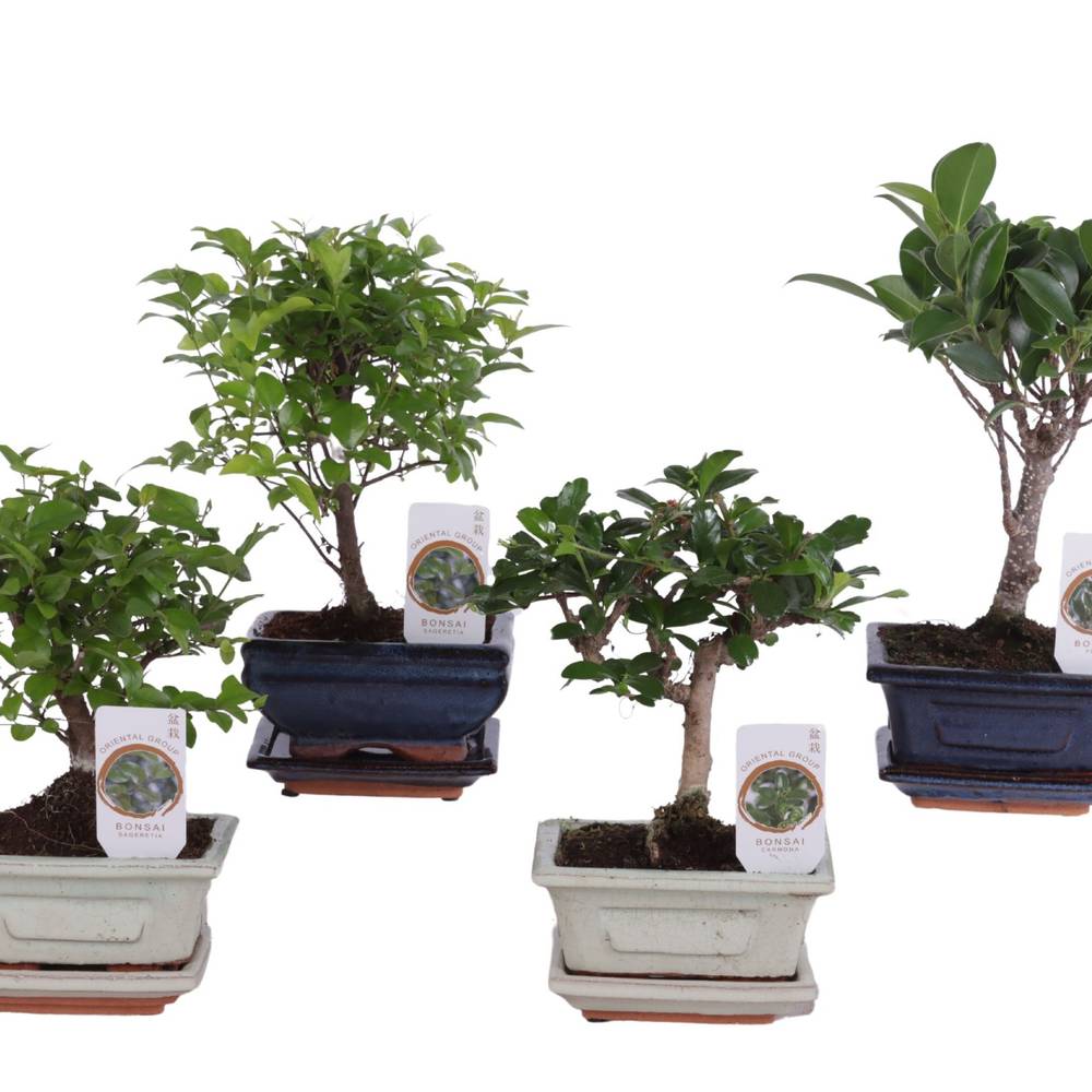 Bonsai mix im Keramik Topf T12 H020
