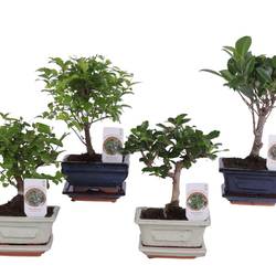 Bonsai mix im Keramik Topf T12 H020