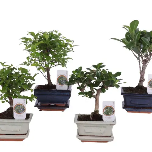 Bonsai mix im Keramik Topf T12 H020