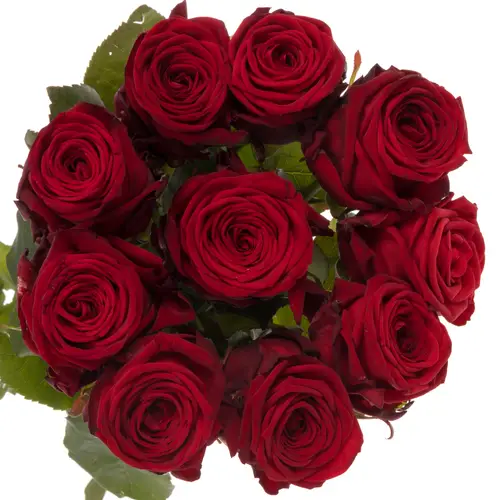 Rose rot Red Naomi (Porta Nova) Supra 90cm Valentinsta