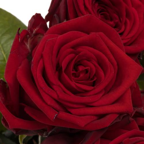 Rose rot Red Naomi (Porta Nova) Supra 90cm Valentinsta