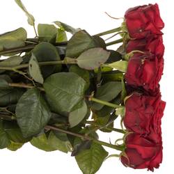 Rose rot Red Naomi (Porta Nova) Supra 90cm Valentinsta