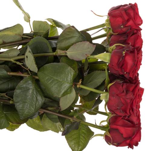 Rose rot Red Naomi (Porta Nova) Supra 90cm Valentinsta