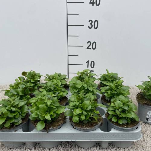 Lobelia blau Riviera T09 H010