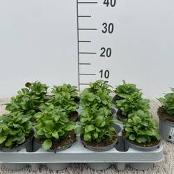 Lobelia blau Riviera T09 H010