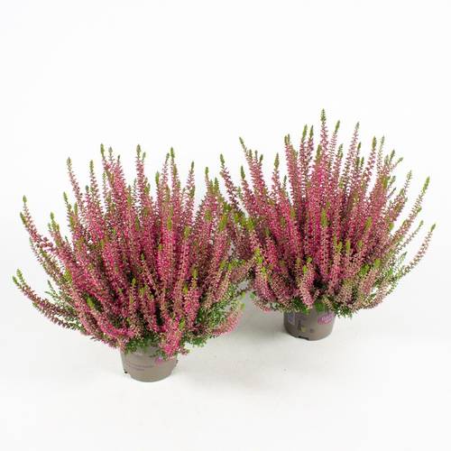 Calluna rot GG T12 H020