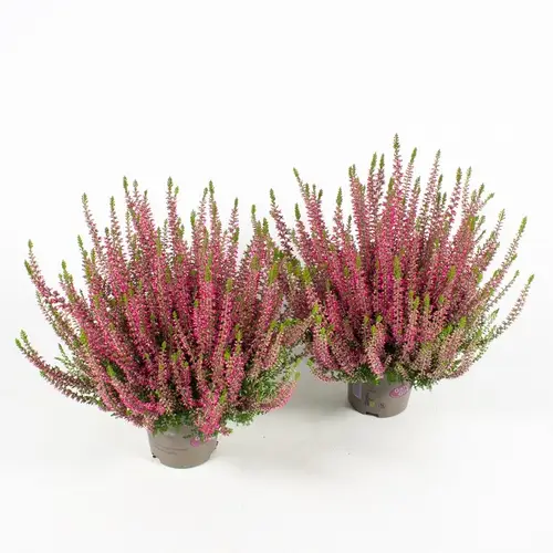 Calluna rot GG T12 H020