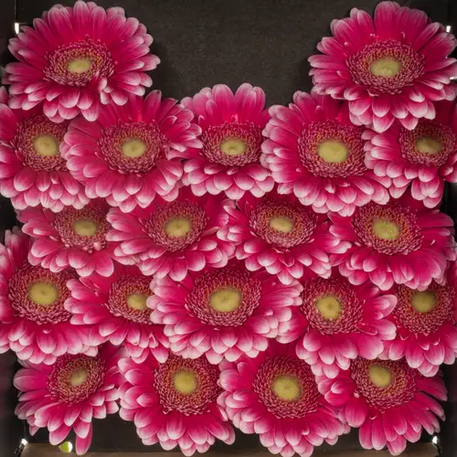 Germini lila/rosa Sary