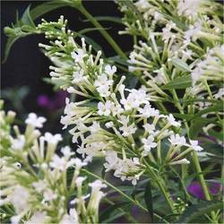 Buddleja Dav. Free Petite weiss T17 H30