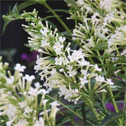 Buddleja Dav. Free Petite weiss T17 H30